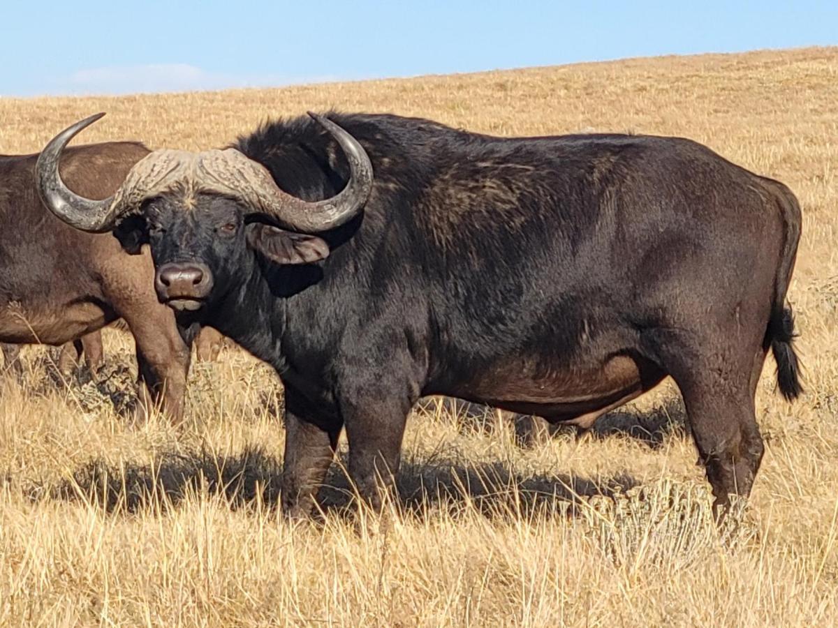 Buffalo Hills Private Game Reserve *