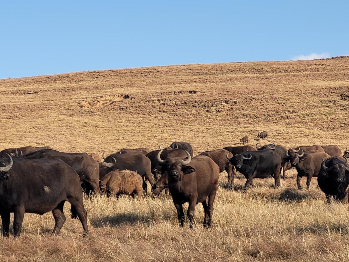 Buffalo Hills Private Game Reserve Harrismith